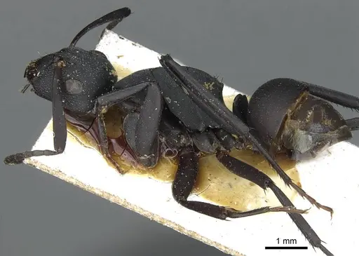 Camponotus bituberculatus - CASENT0913705