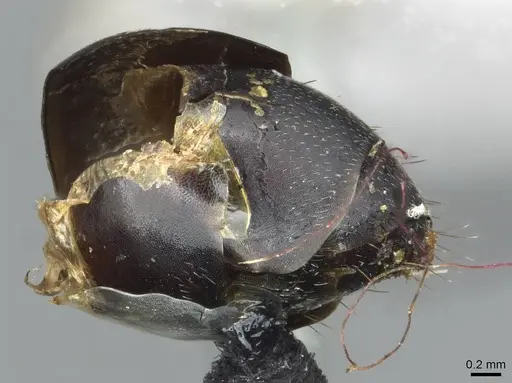 Camponotus bituberculatus - CASENT0913705