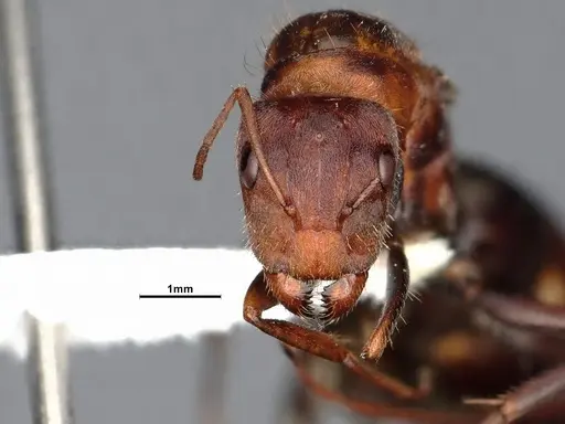 Camponotus blandus specimen