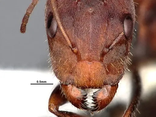 Camponotus blandus specimen