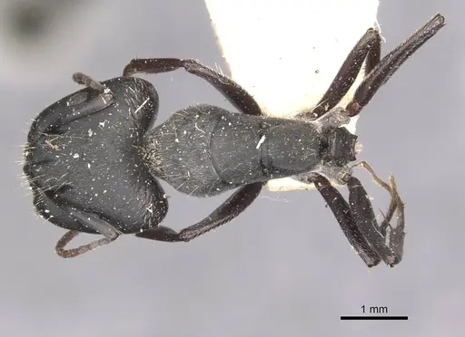 Camponotus bocki specimen