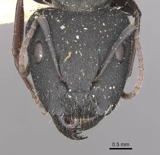 Camponotus bocki specimen