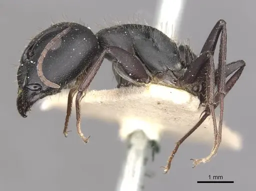 Camponotus bocki specimen