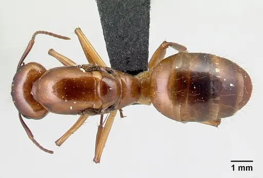 Camponotus boivini specimen