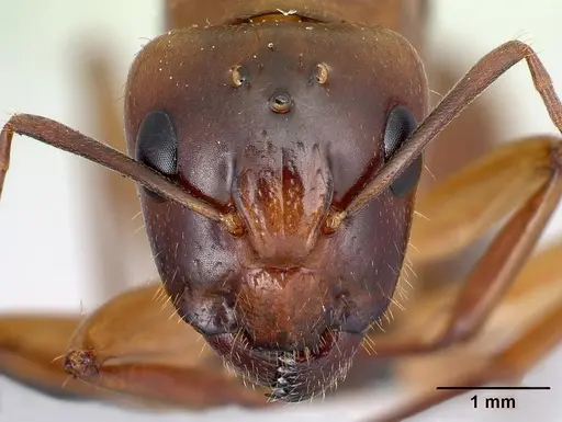 Camponotus boivini specimen