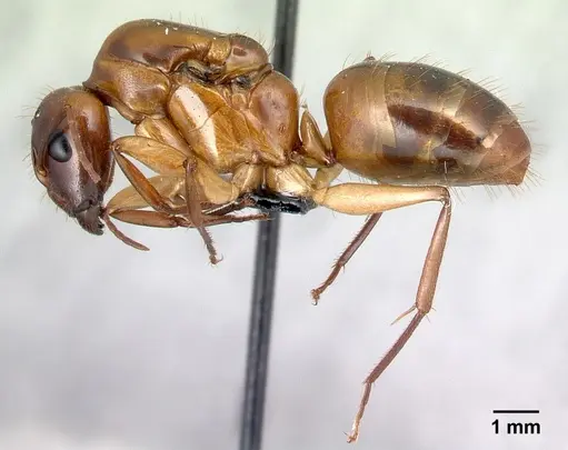 Camponotus boivini specimen