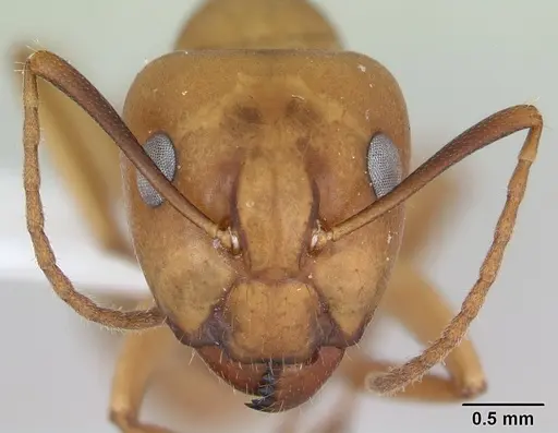 Camponotus bonariensis specimen
