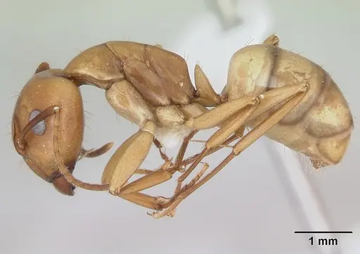 Camponotus bonariensis specimen