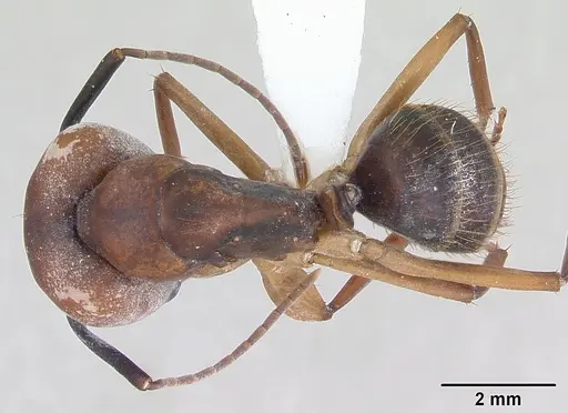 Camponotus borellii specimen