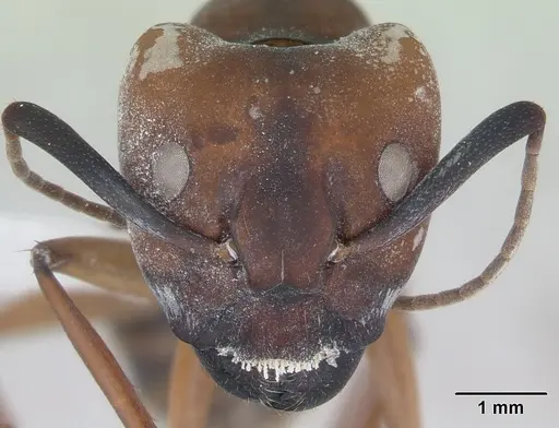 Camponotus borellii specimen