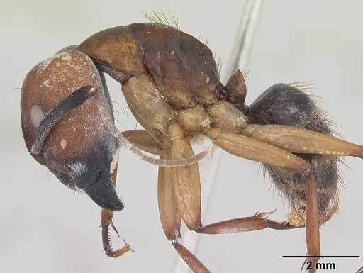 Camponotus borellii specimen