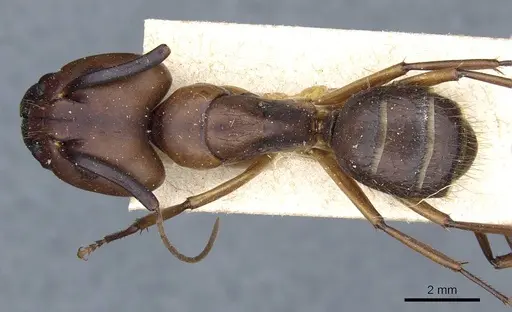 Camponotus borellii - CASENT0905218