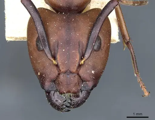 Camponotus borellii - CASENT0905218