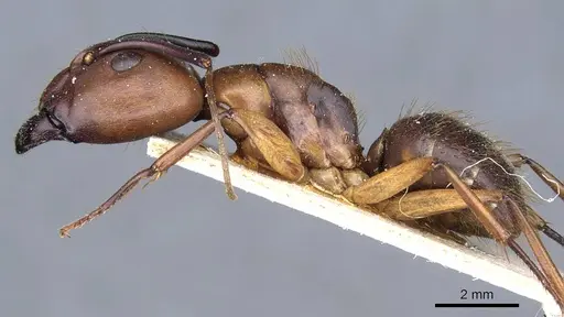 Camponotus borellii - CASENT0905218