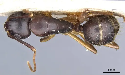 Camponotus borellii - CASENT0905219