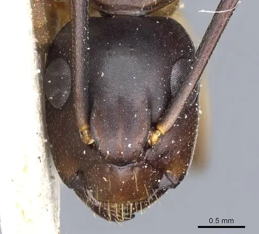 Camponotus borellii - CASENT0905219