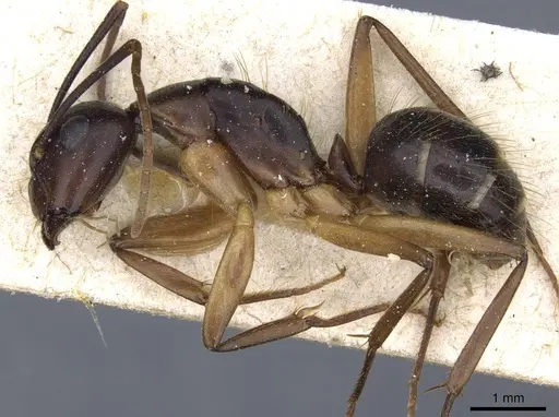 Camponotus borellii - CASENT0905219