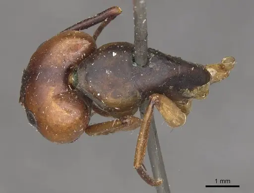 Camponotus borellii - CASENT0909984