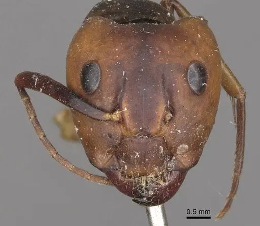 Camponotus borellii - CASENT0909984