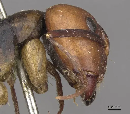 Camponotus borellii - CASENT0909984