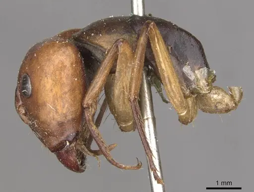 Camponotus borellii - CASENT0909984