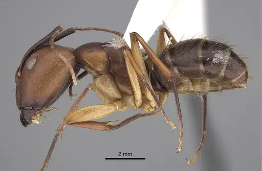 Camponotus borellii - CASENT0923523