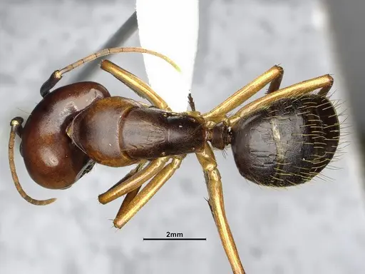 Camponotus borellii - CASENT4032224