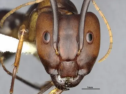 Camponotus borellii - CASENT4032224