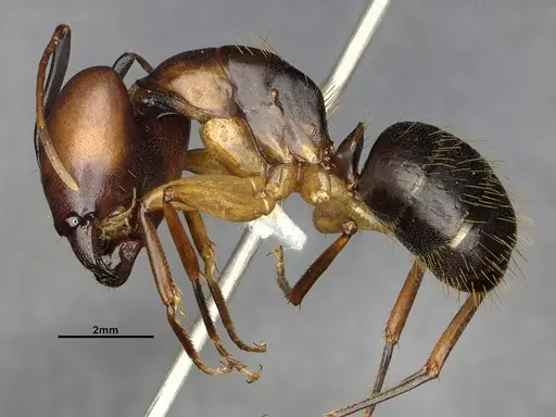 Camponotus borellii - CASENT4032224