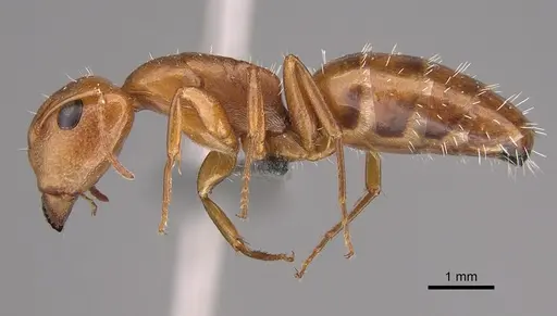 Camponotus bottegoi specimen