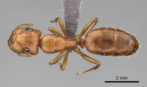 Camponotus bottegoi - CASENT0774819