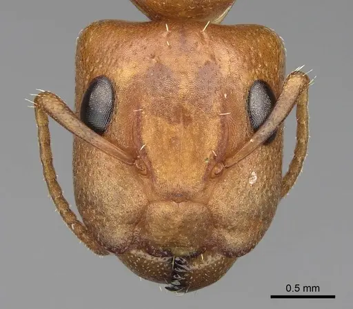 Camponotus bottegoi - CASENT0774819