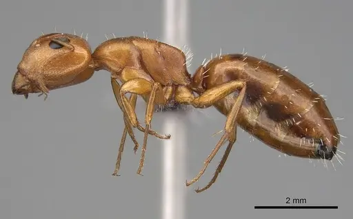 Camponotus bottegoi - CASENT0774819