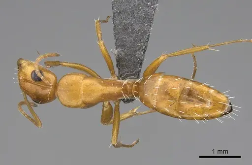 Camponotus bottegoi - CASENT0777629