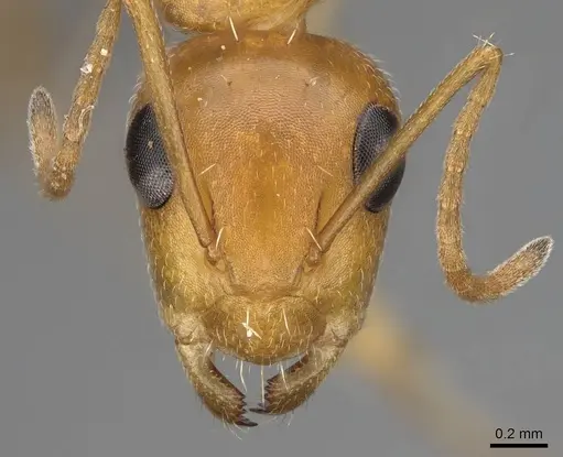 Camponotus bottegoi - CASENT0777629