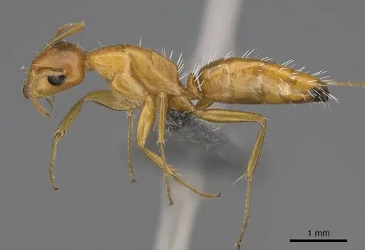 Camponotus bottegoi - CASENT0777629