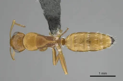 Camponotus bottegoi - CASENT0814441