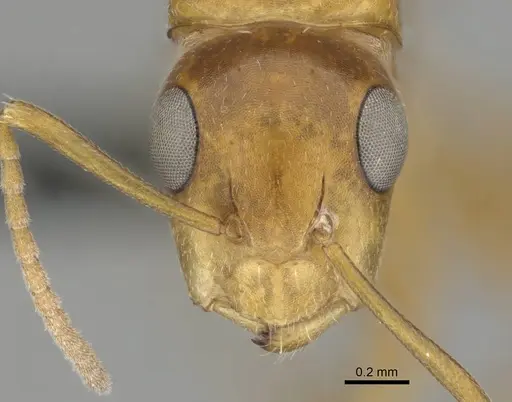 Camponotus bottegoi - CASENT0814441