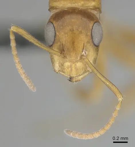 Camponotus bottegoi - CASENT0814441