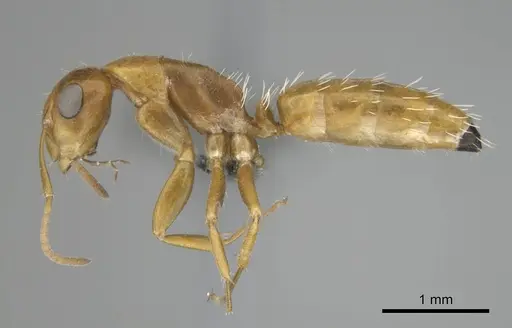 Camponotus bottegoi - CASENT0814441