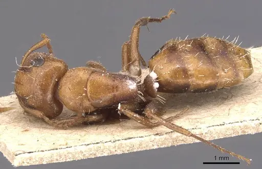 Camponotus bottegoi - CASENT0905429