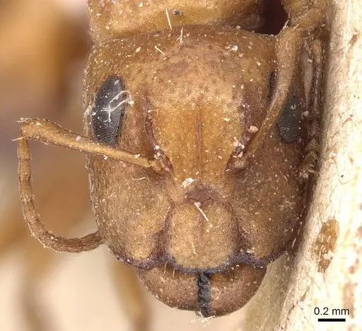 Camponotus bottegoi - CASENT0905429