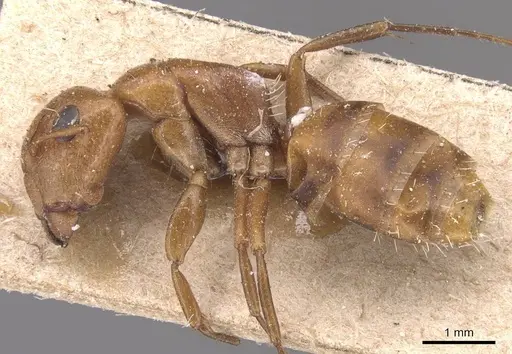 Camponotus bottegoi - CASENT0905429