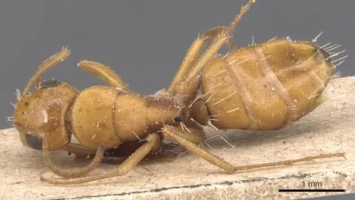 Camponotus bottegoi - CASENT0905430