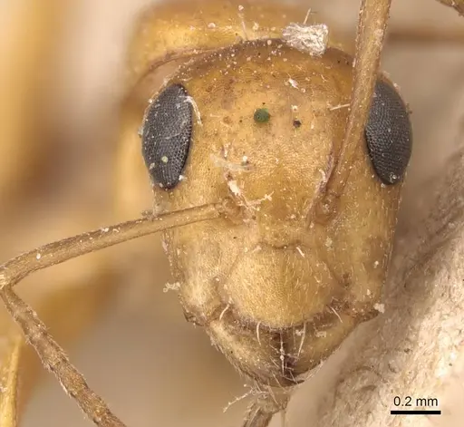 Camponotus bottegoi - CASENT0905430