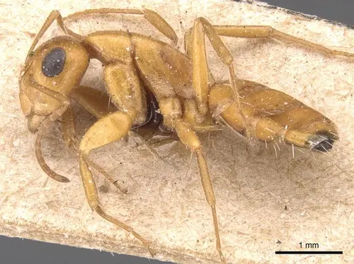 Camponotus bottegoi - CASENT0905430