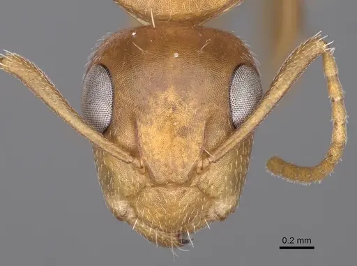 Camponotus bottegoi - CASENT0906865