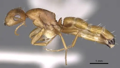 Camponotus bottegoi - CASENT0906865