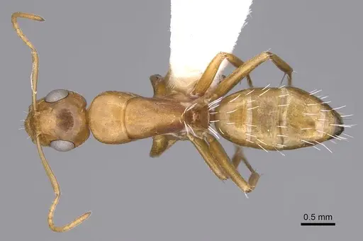 Camponotus bottegoi - CASENT0906866