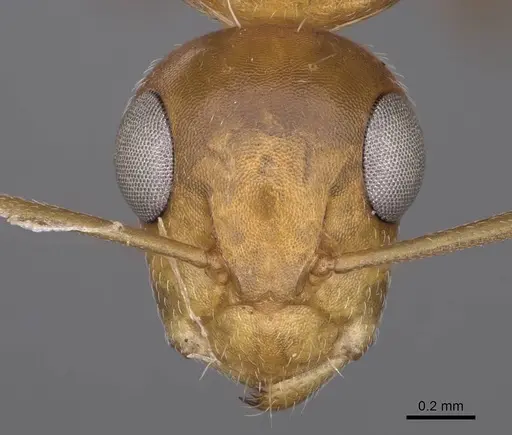 Camponotus bottegoi - CASENT0906866